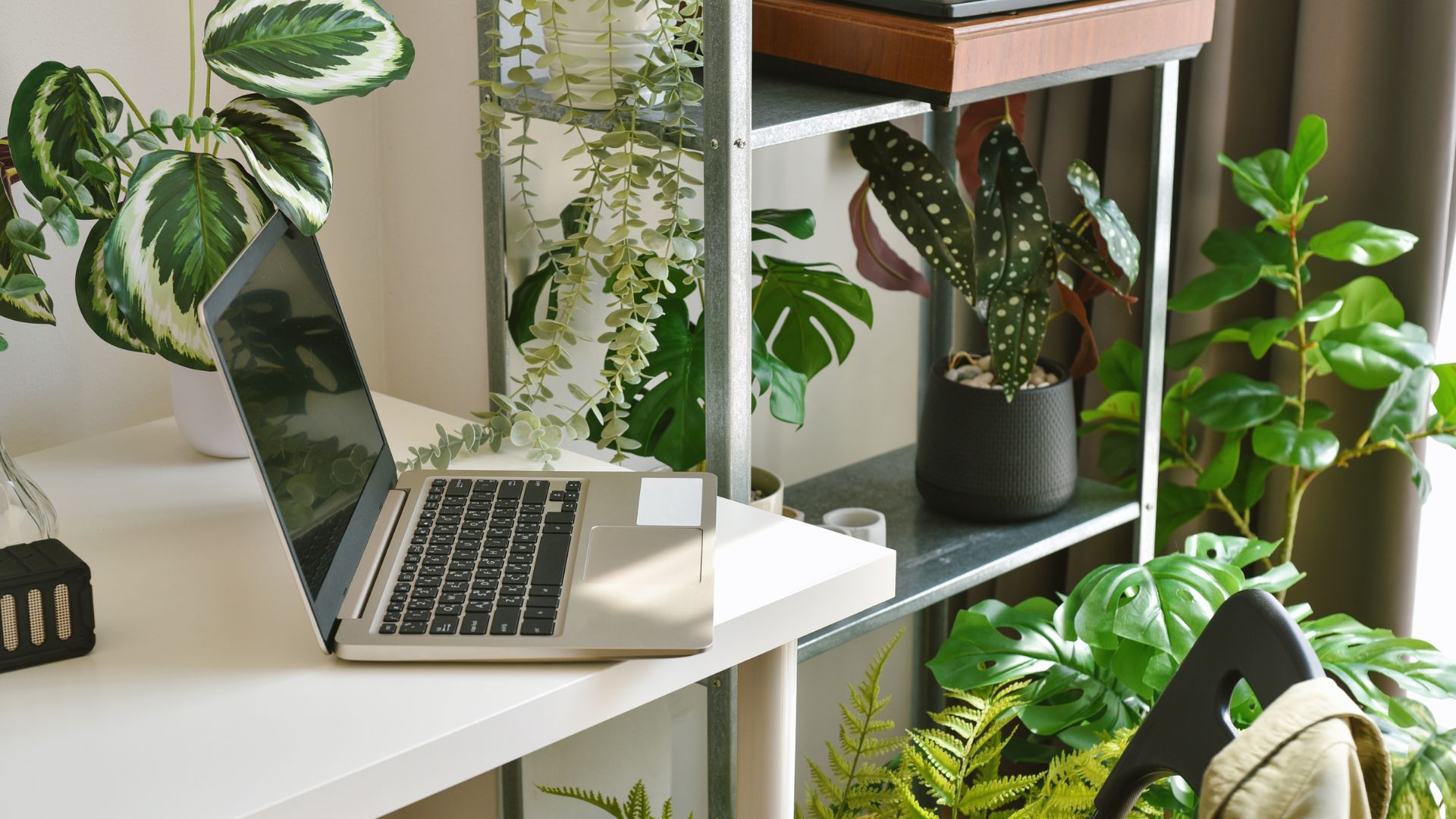 picture of an office with plants